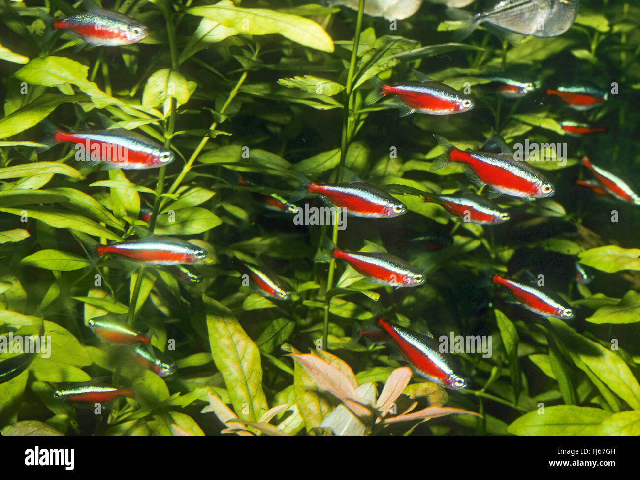 Kardinal Tetra (Paracheirodon Axelrodi, Cheirodon Axelrodi