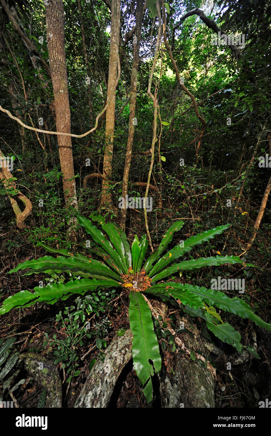 Unterholz besteht aus Farnen im Regenwald, Neu-Kaledonien, Ile des Pins Stockfoto