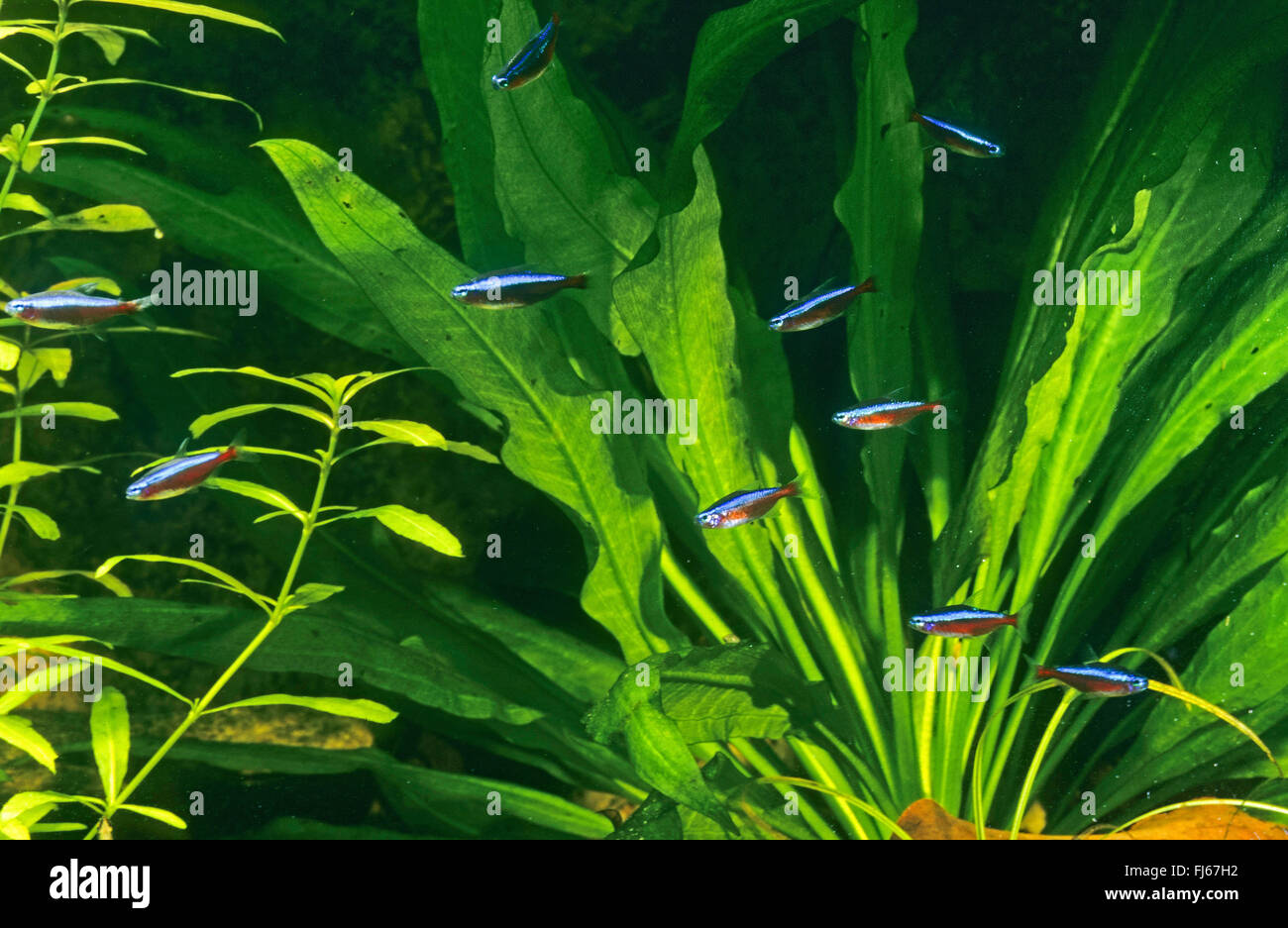 Kardinal Tetra (Paracheirodon Axelrodi, Cheirodon Axelrodi