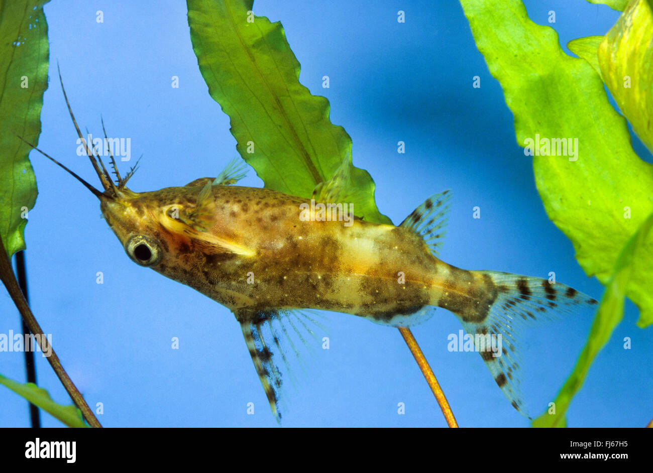 Blackbellied Upside-Down-Wels (Synodontis Nigriventris), Schwimmen Stockfoto