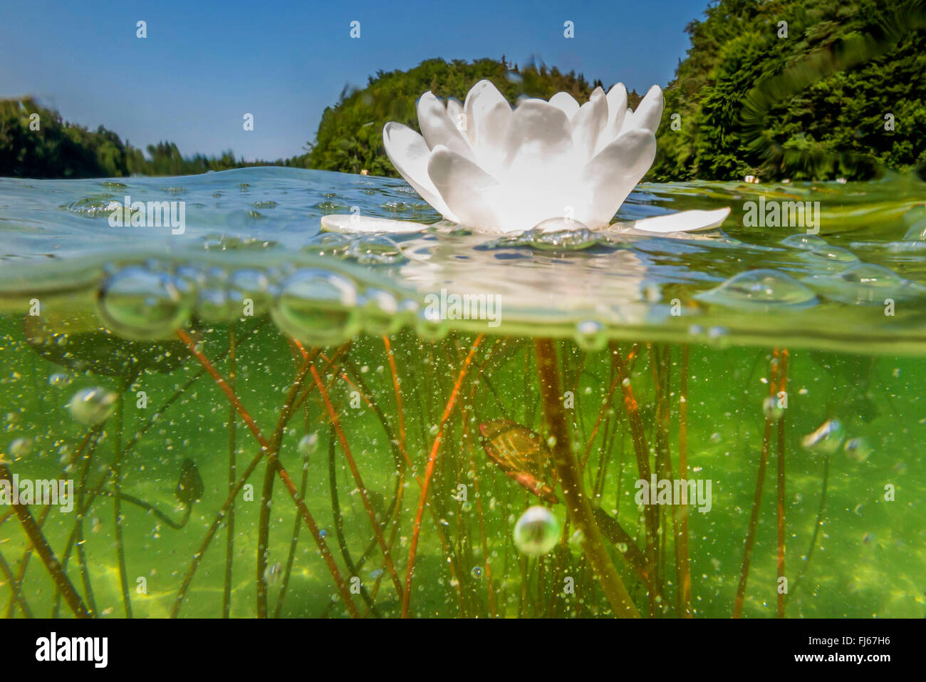 Underwater photo of water lilies Fotos und Bildmaterial in hoher