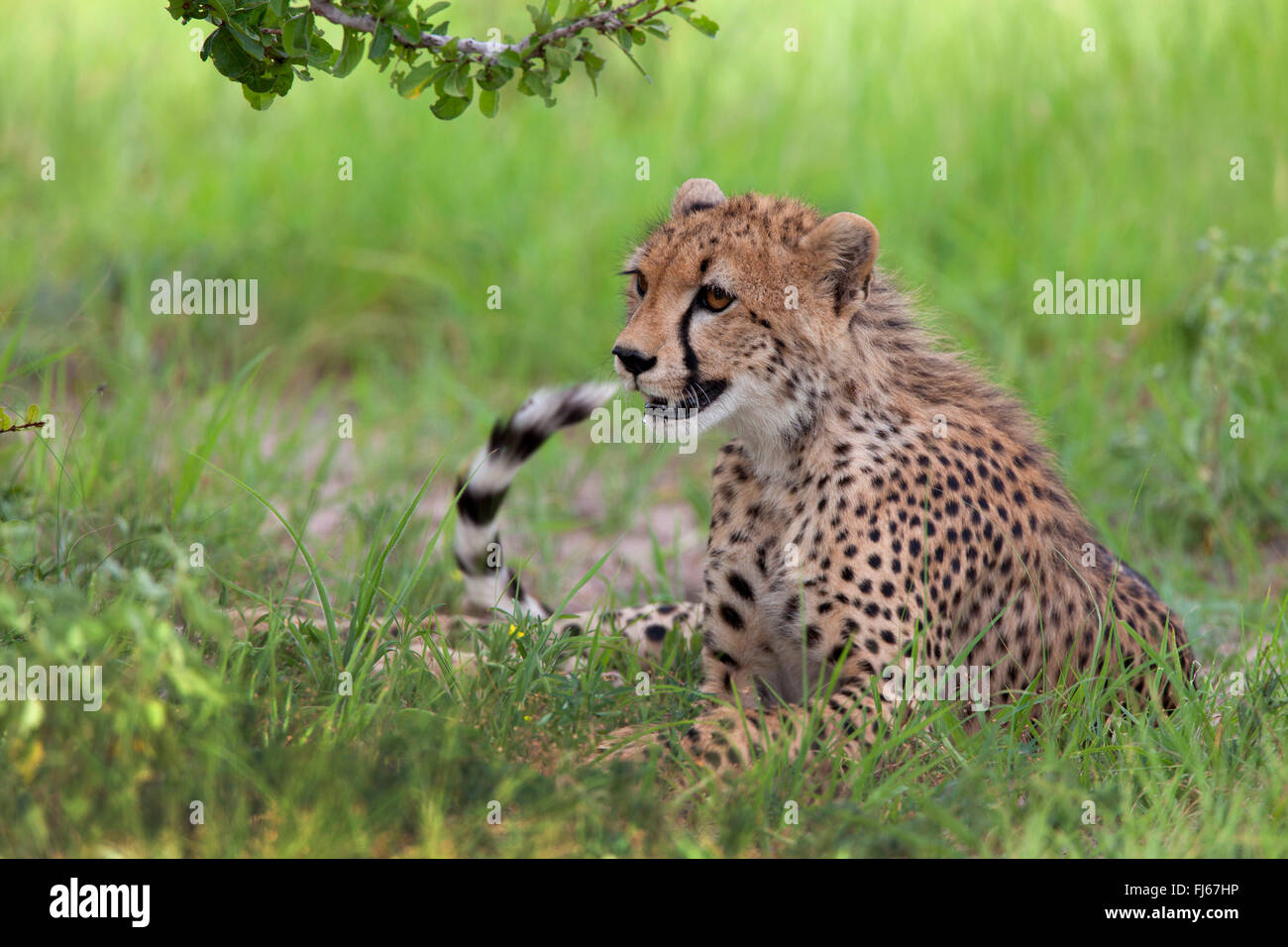 Gepard (Acinonyx Jubatus), liegen im Rasen, Tansania, Ruaha Nationalpark Stockfoto