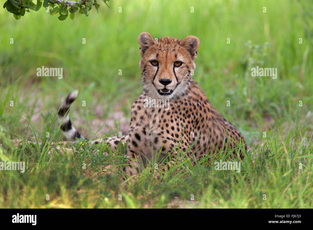 Gepard (Acinonyx Jubatus), liegen im Rasen, Tansania, Ruaha Nationalpark Stockfoto