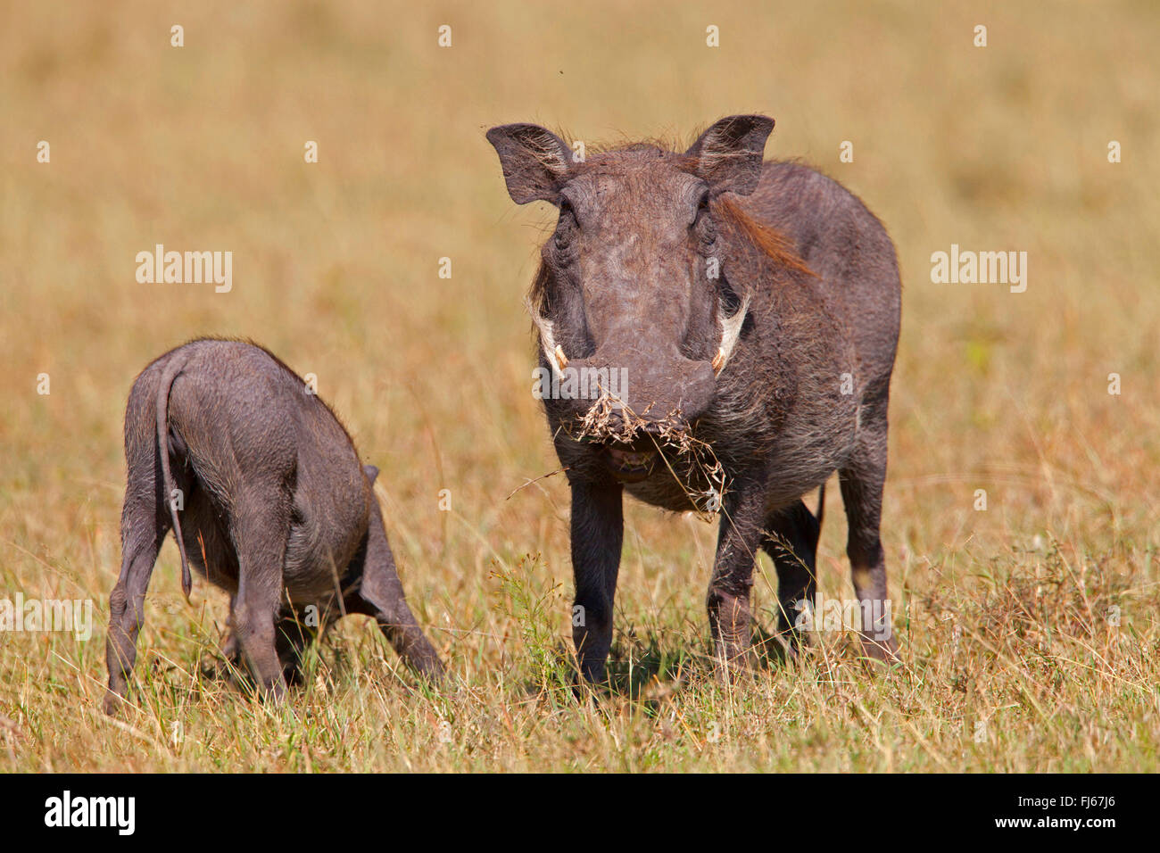 gemeinsame Warzenschwein, Savanne Warzenschwein (Phacochoerus Africanus), Erwachsene und Jugendliche in Savanne, Kenia, Masai Mara Nationalpark Stockfoto