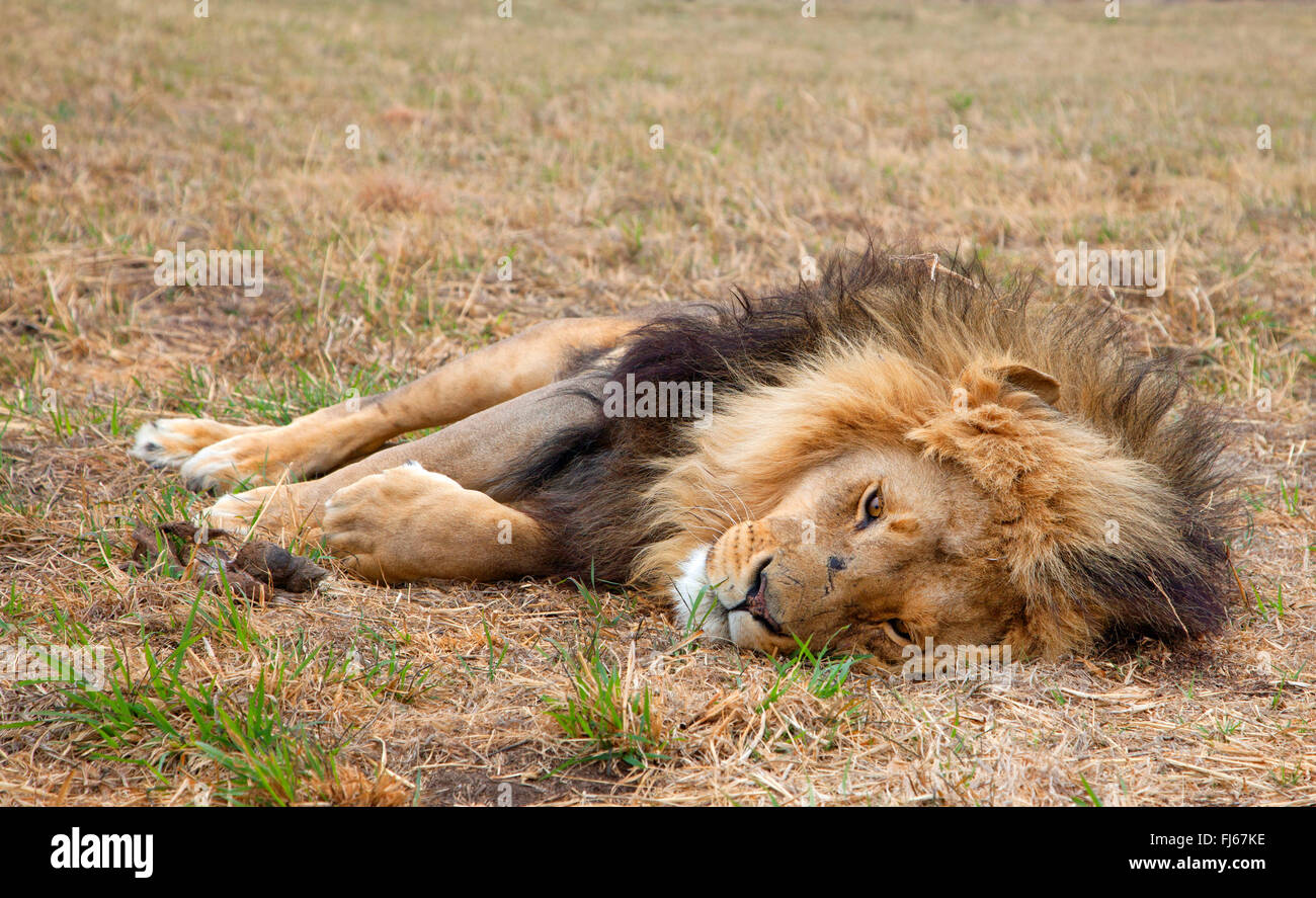 Löwe (Panthera Leo), ruhend männlichen, Südafrika Stockfoto