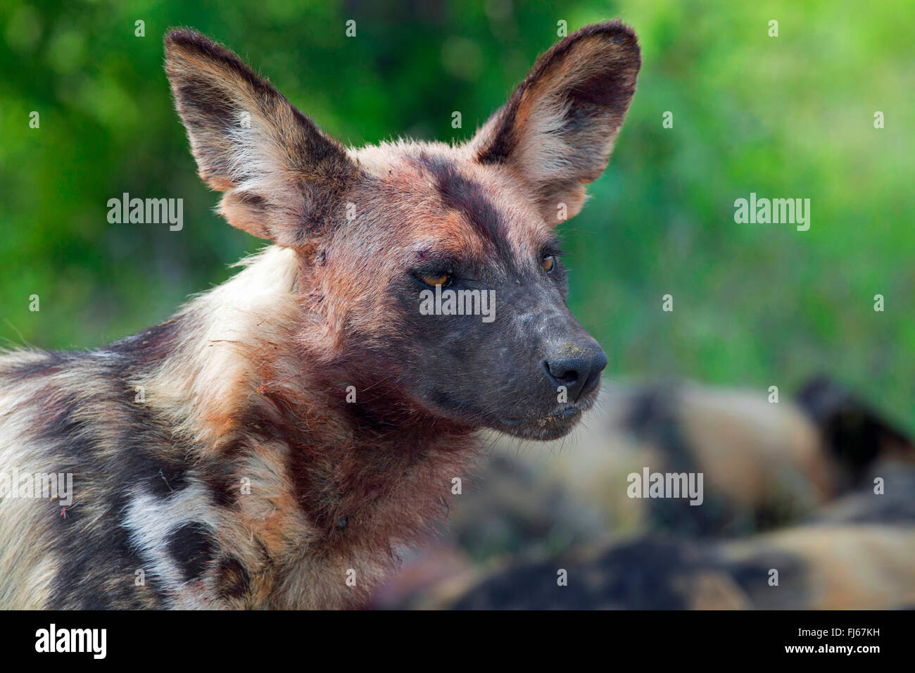 Afrikanischer Wildhund, afrikanische Jagdhund, Cape Jagdhund, Painted Dog, Painted Wolf, Painted Jagdhund, gefleckte Hund, reich verzierten Wolf (LYKAON Pictus), Porträt, Südafrika, Krüger Nationalpark Stockfoto