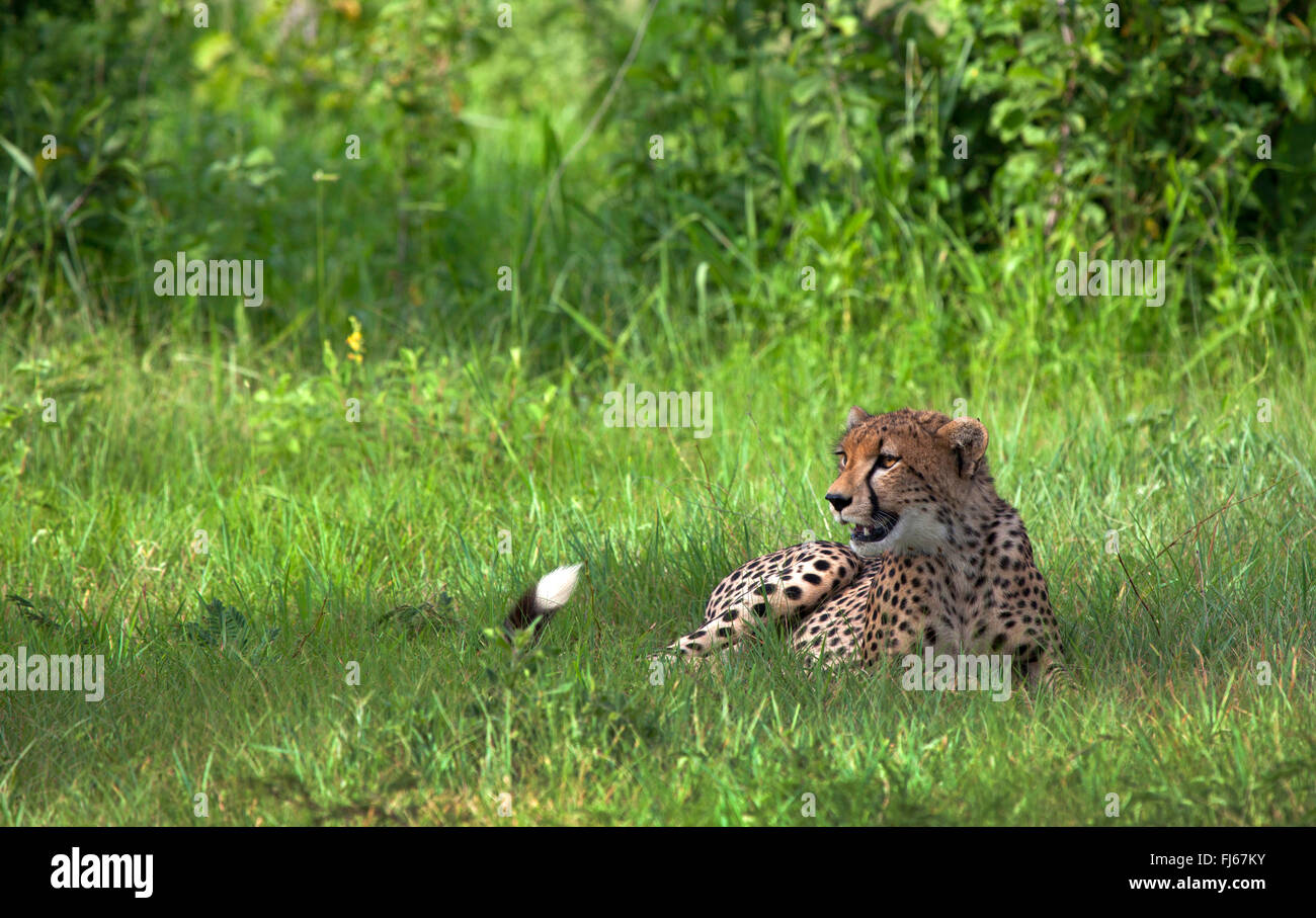 Gepard (Acinonyx Jubatus), ruht in Rasen, Tansania Stockfoto