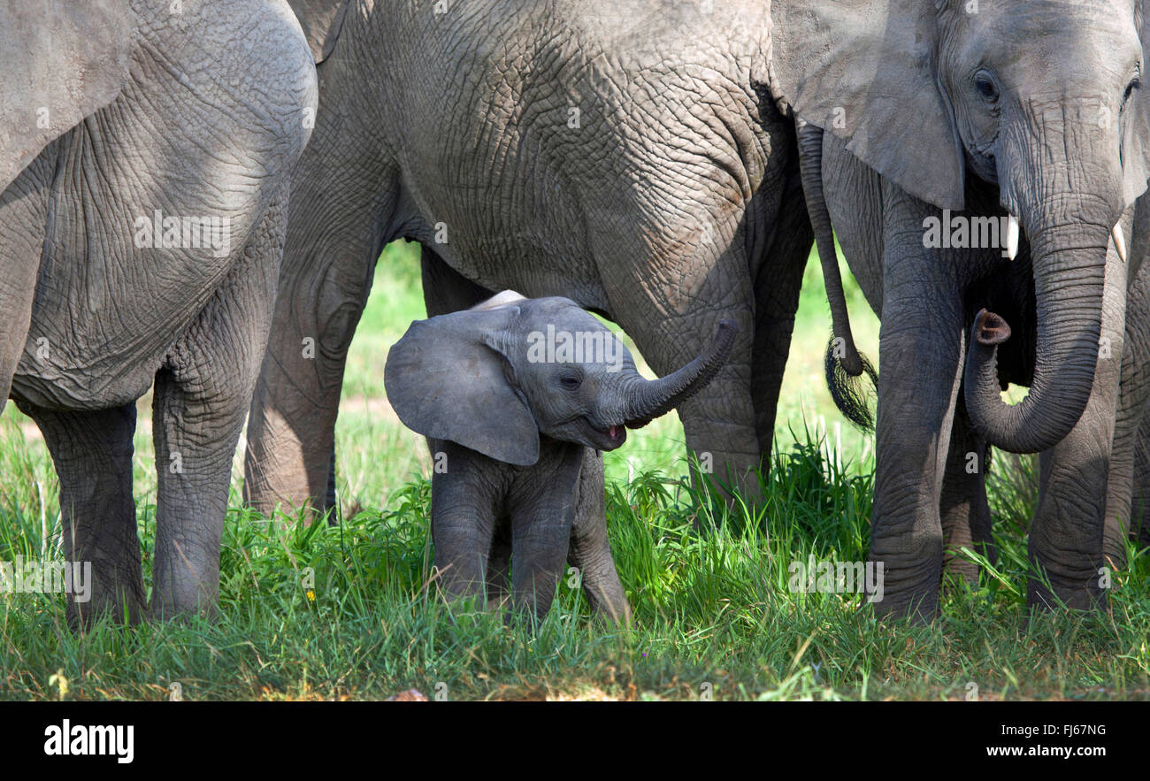 Afrikanischer Elefant (Loxodonta Africana), Baby-Elefant in der Herde, Südafrika Stockfoto