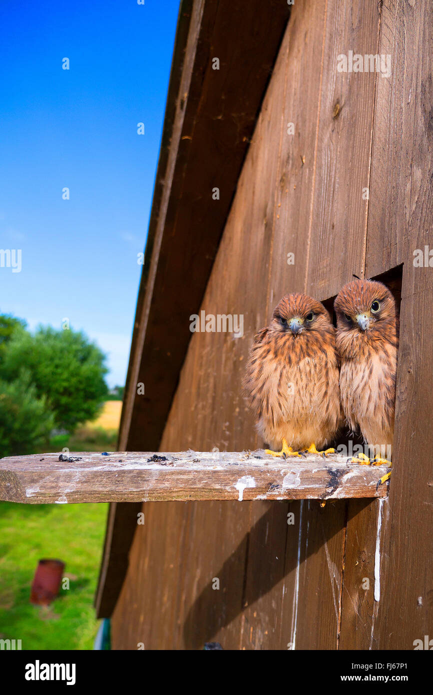 Eurasian Kestrel, Old World Turmfalke, Turmfalken (Falco Tinnunculus), Europäische Turmfalke, junge europäische Turmfalken schauen aus einem Nistkasten, Deutschland, Nordrhein-Westfalen Stockfoto