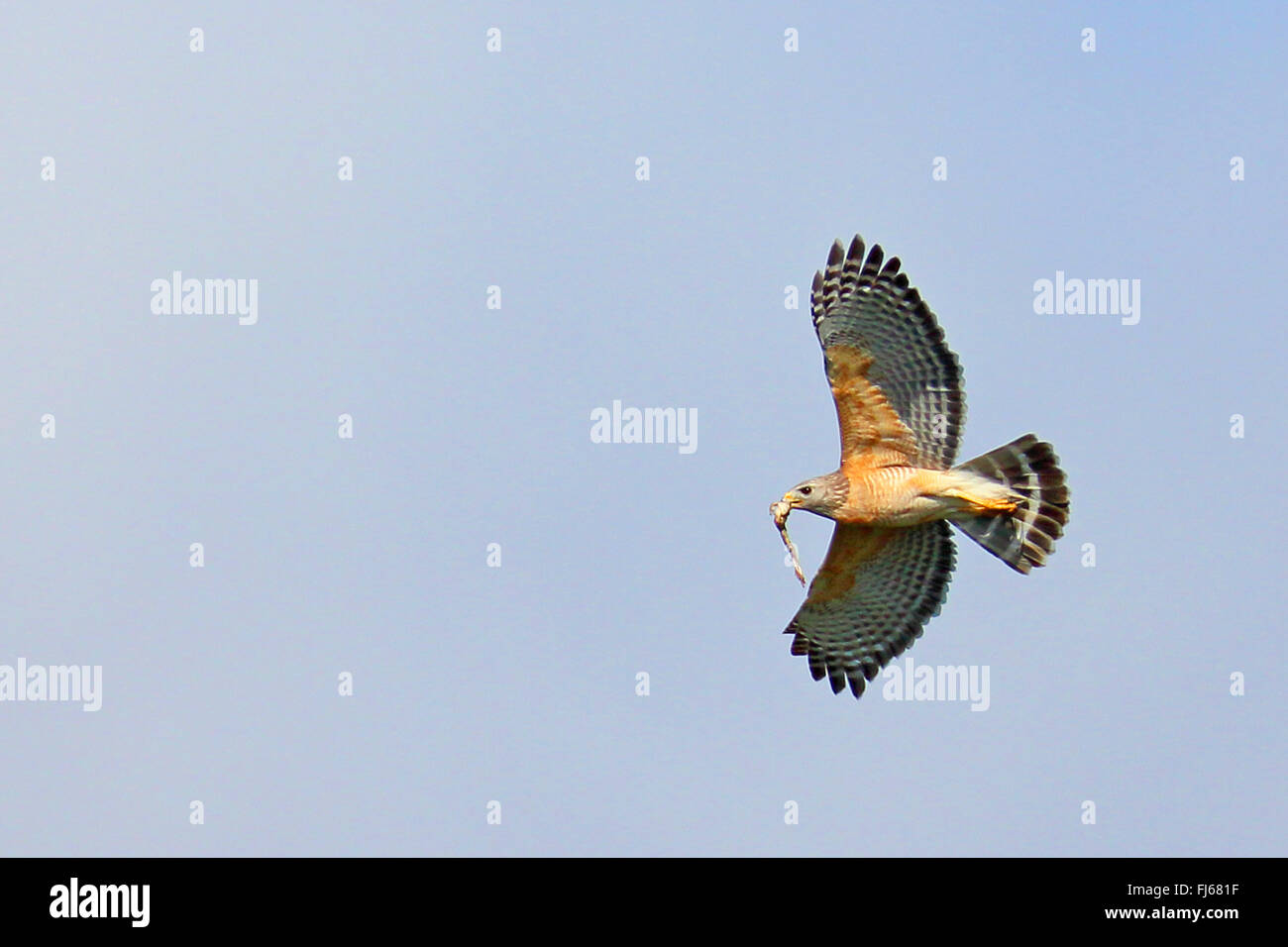 rot-geschultert Falke (Buteo Lineatus), im Flug mit Schlange in seine Rechnung, USA, Florida Stockfoto
