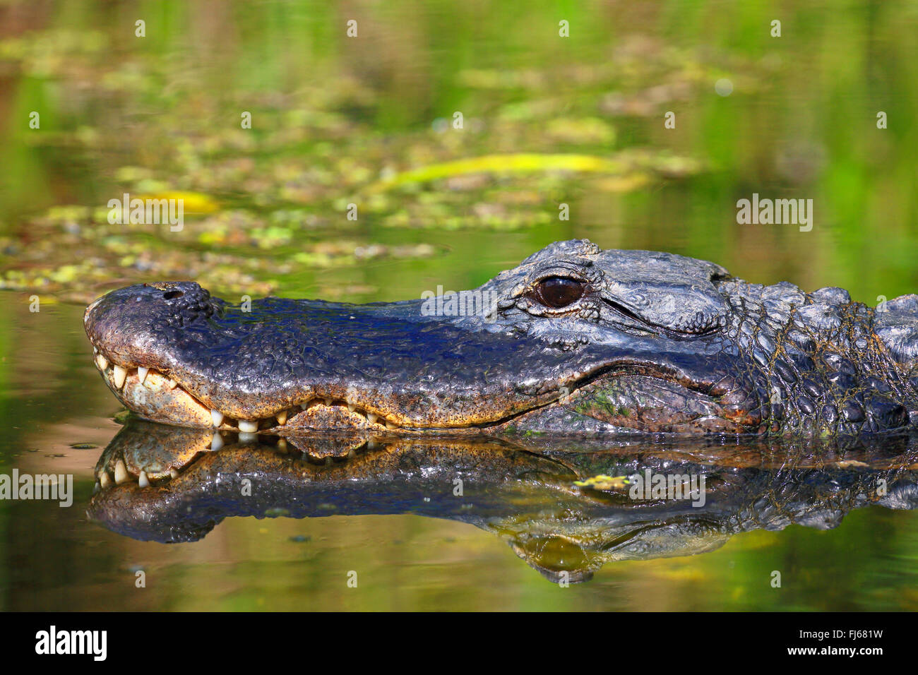 Amerikanischer Alligator (Alligator Mississippiensis), Portraet mit Spiegelbild, USA, Florida, Shark Valley Everglades Stockfoto