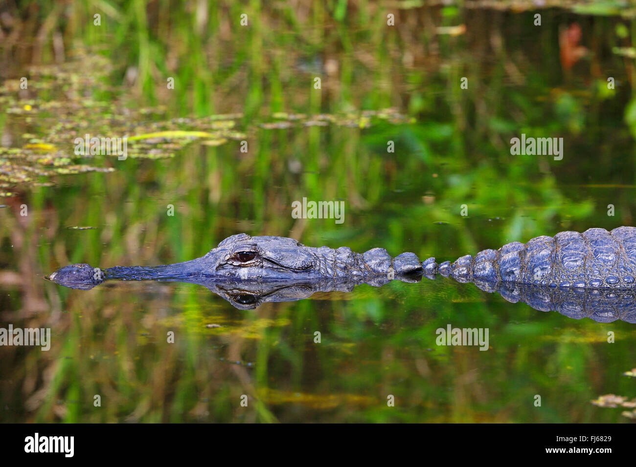 Amerikanischer Alligator (Alligator Mississippiensis), Portraet mit Spiegelbild, USA, Florida, Shark Valley Everglades Stockfoto