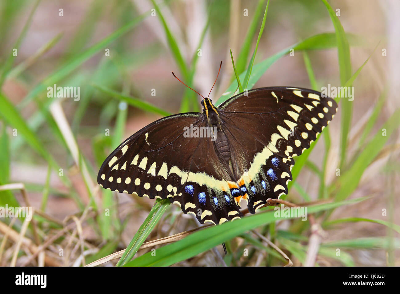 Trojas Schwalbenschwanz (Papilio Trojas), im Rasen, USA, Florida, Merritt Island Stockfoto