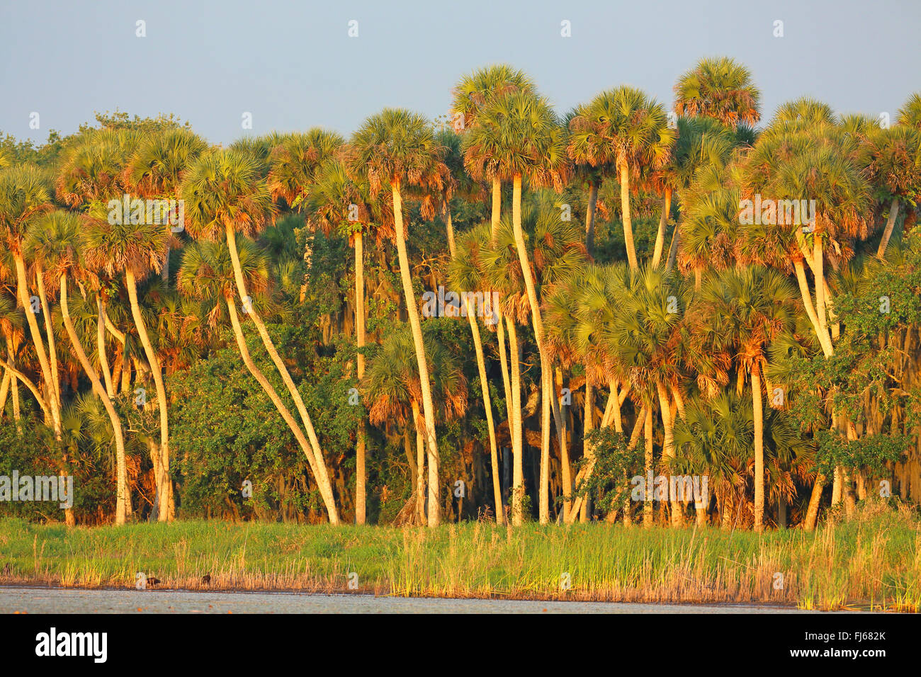 Palmetto (Sabal spec.), Holz in Lake Shore, USA, Florida, Myakka RSP Stockfoto