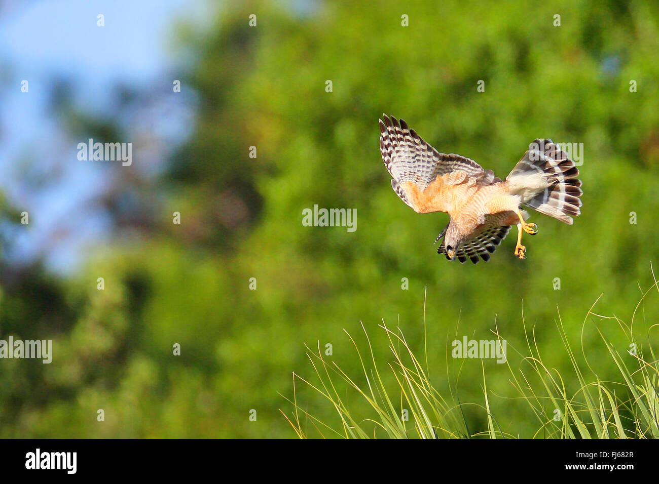 rot-geschultert Falke (Buteo Lineatus), jagen Beute, USA, Florida Stockfoto