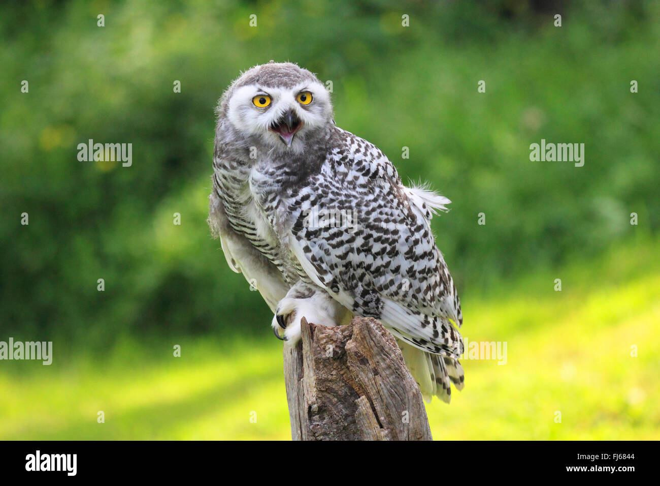 Schnee-Eule (Strix Scandiaca, Nyctea Scandiaca, Bubo Scandiacus), sitzt auf einem hölzernen Pfosten Stockfoto