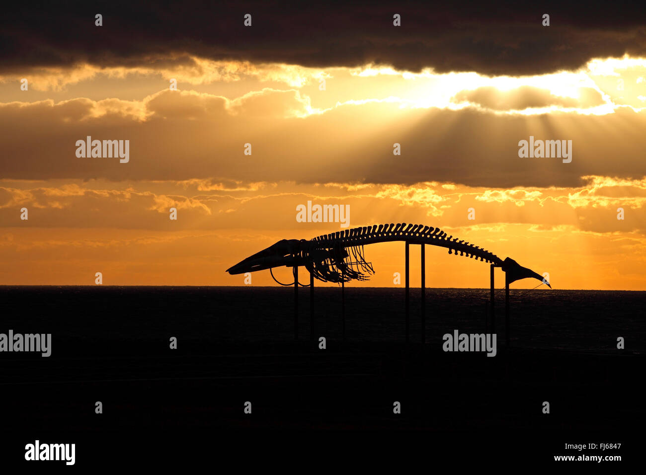Pottwal, großen Pottwal, Spermacet Wal, Pottwal (Physeter Macrocephalus, Physeter Catodon), Skelett eines Pottwals bei Sonnenaufgang in der Nähe von Casas de Las Salinas, Kanarischen Inseln, Fuerteventura Stockfoto