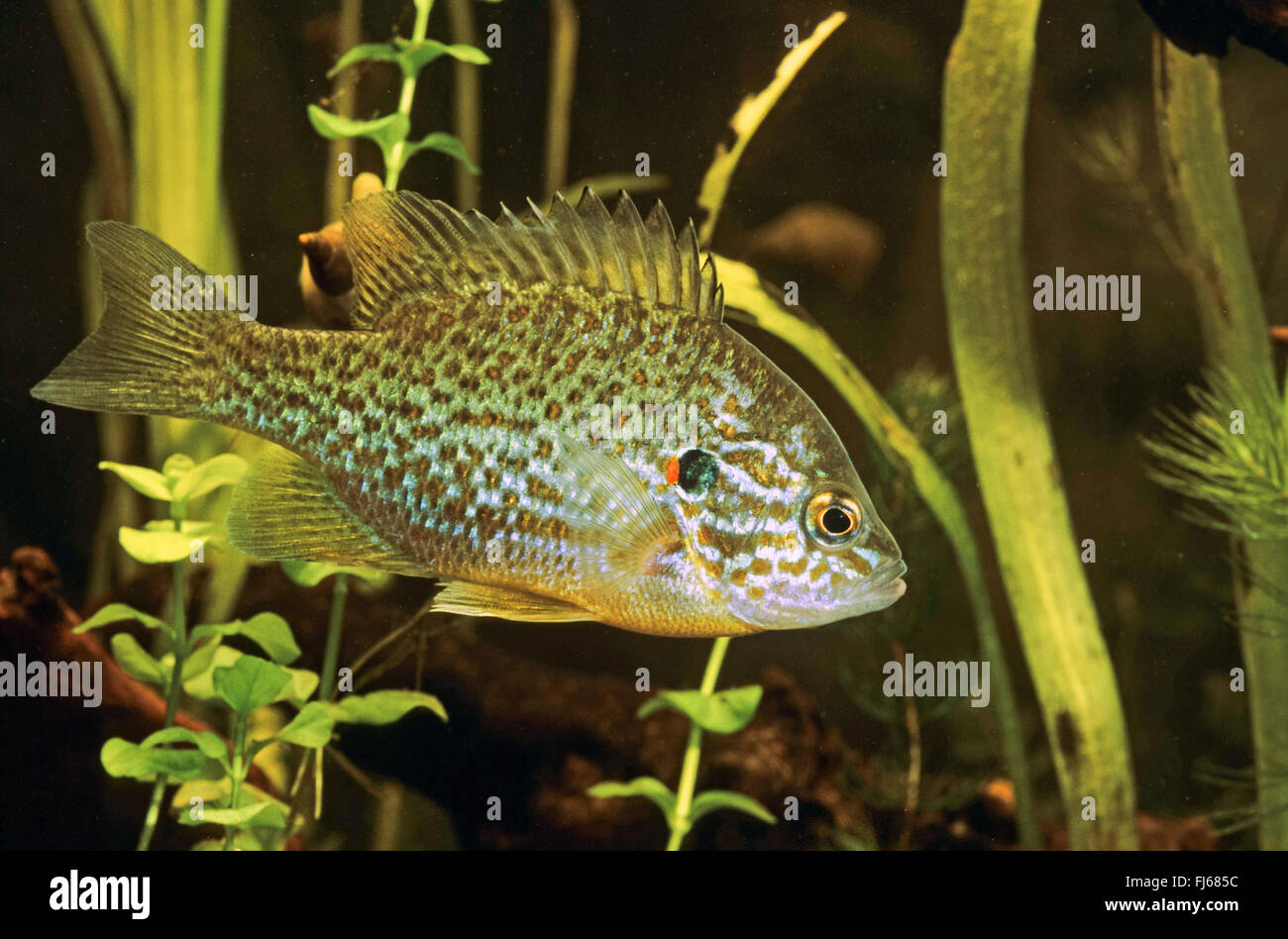 Kürbis-Samen Sunfish, Pumpkinseed (Lepomis Gibbosus), Schwimmen Stockfoto