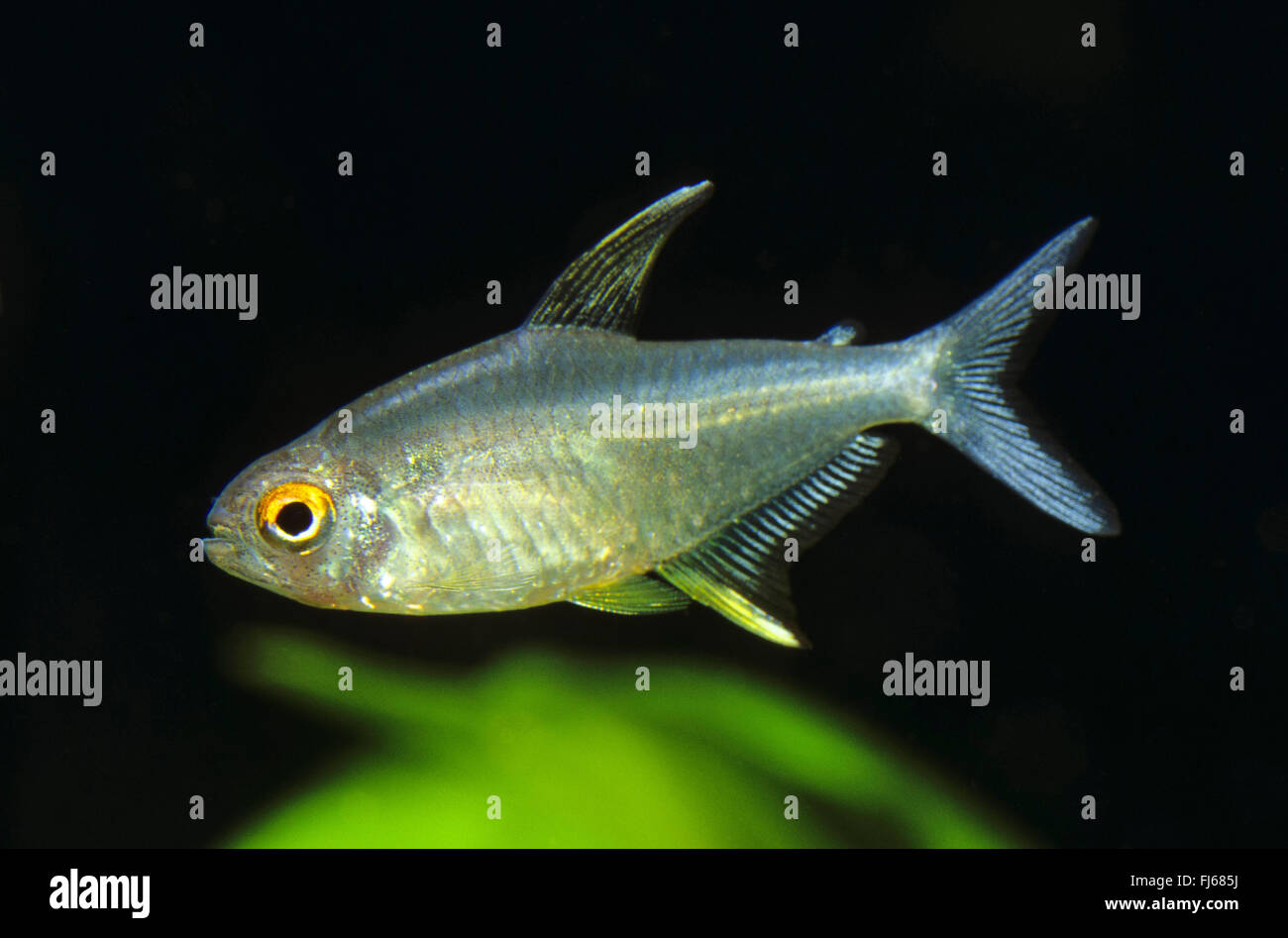 Zitrone Tetra (Hyphessobrycon Pulchripinnis), Schwimmen Stockfoto