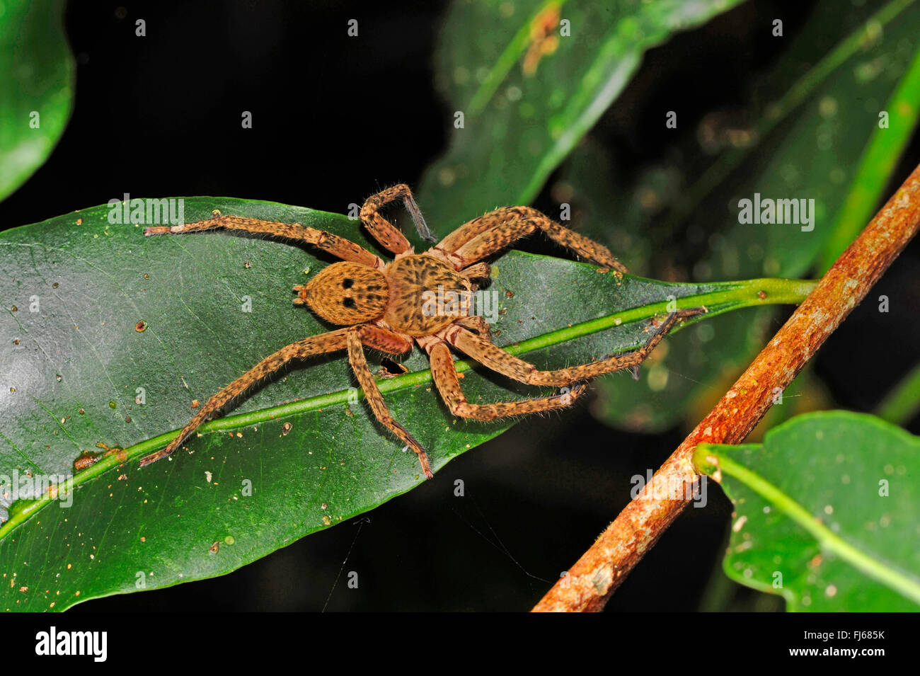 Giant crab Spider (Sparassidae), auf ein Blatt im Regenwald, Neukaledonien, ╬ le des Pins Stockfoto