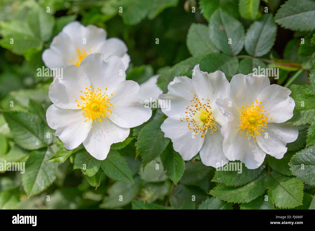 Dog rose (Rosa Canina), Oberbayern, Oberbayern, Bayern, Deutschland Stockfoto
