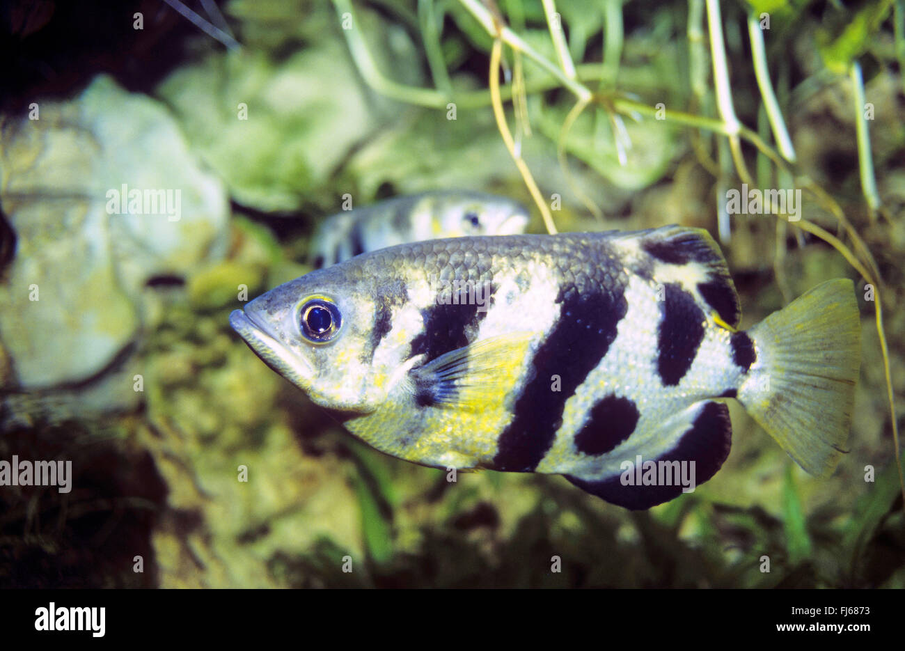 Gebänderten Archerfish (Toxotes Jaculatrix, Toxotes Jaculator, Labrus Jaculatrix), Schwimmen Stockfoto