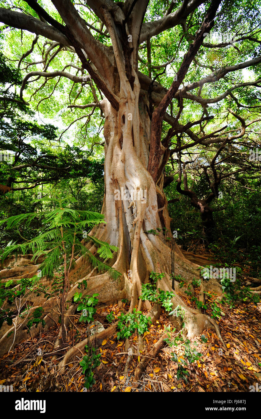 Baum mit Wurzeln der Strebepfeiler in einem Wald, Neu-Kaledonien, Ile des Pins Stockfoto