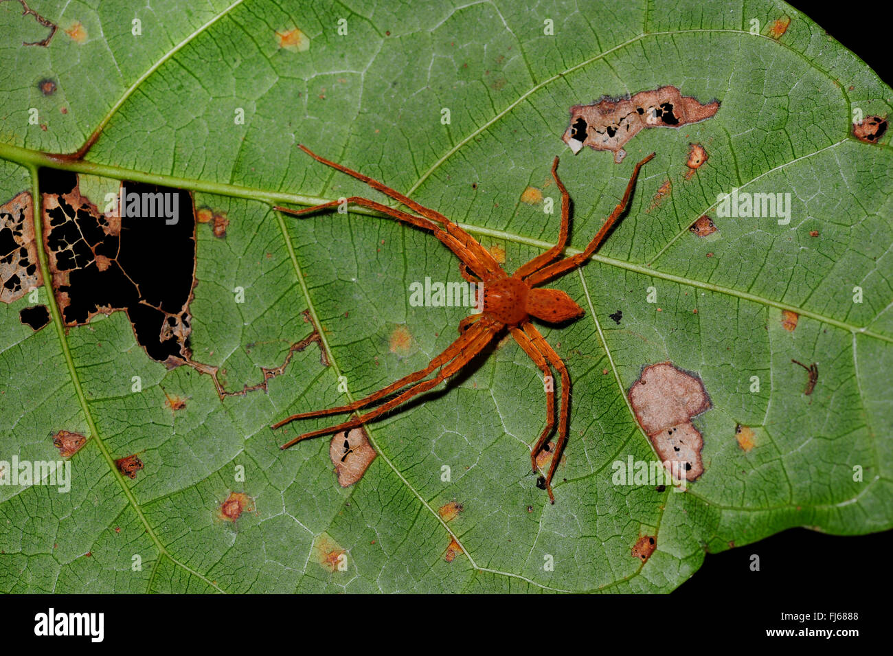 Riesenkrabbe Spinne, Huntsman Spinne (Heteropodidae), unter einem Blatt im Regenwald, Neu-Kaledonien, Ile des Pins Stockfoto