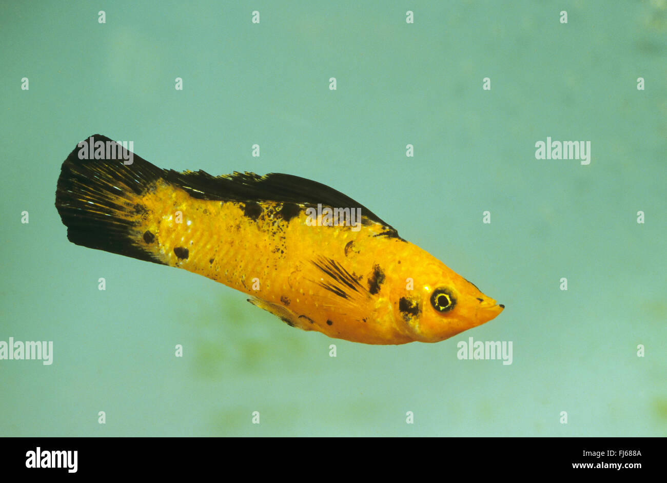 Riesige Segelkärpflinge Molly, Segel-Fin Molly, rote Segelkärpflinge Molly, Yucatan Molly (Poecilia Velifera, Mollienesia Velifera), Schwimmen Stockfoto