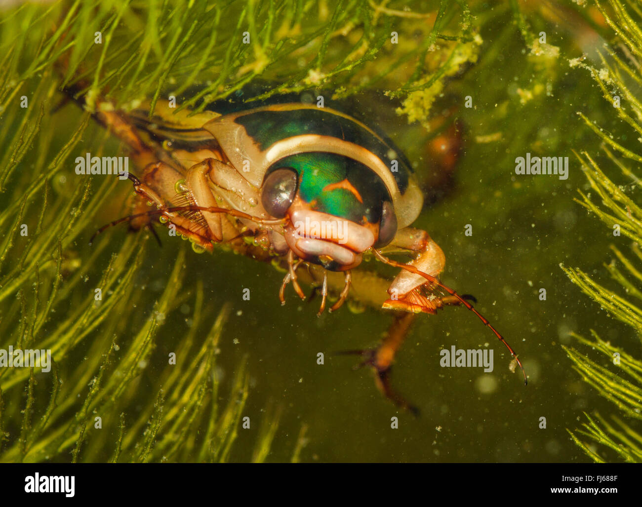 Großen Diving Beetle (Gelbrandkäfer Marginalis), Männlich, Deutschland Stockfoto