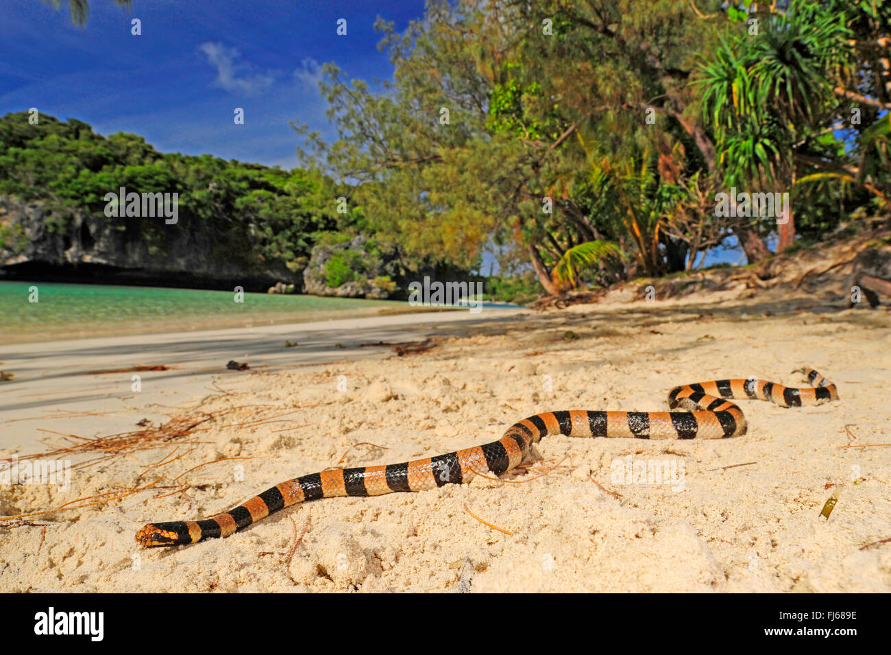 Gebänderte gelb - lippig Meer Krait, Gebändert gelb - lippig Seeschlange, gebänderte Seeschlange (Laticauda colubrina), seeschlange am Strand von ╬ le des Pins, Neukaledonien, Ile des Pins Stockfoto