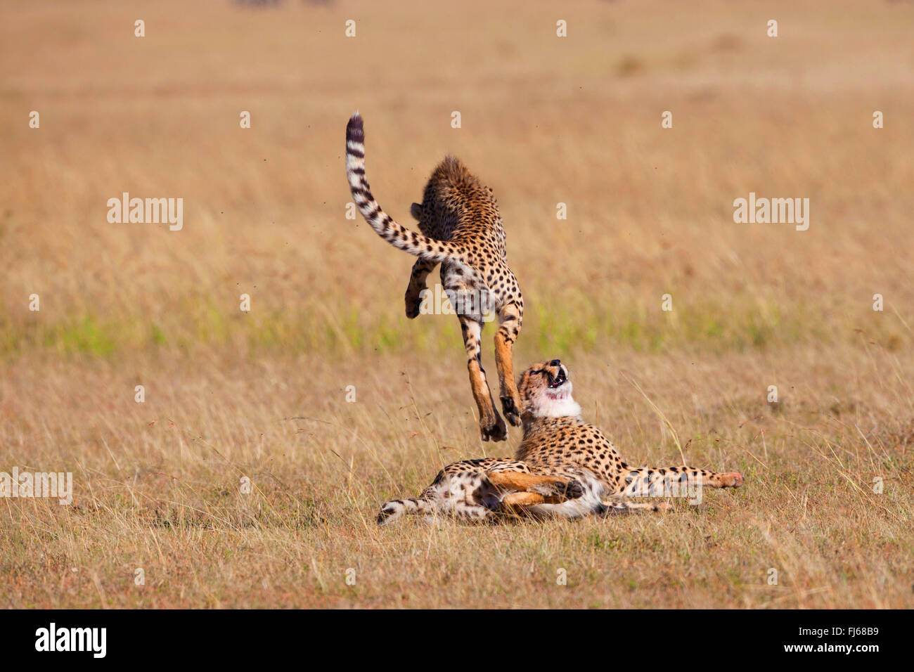 Gepard (Acinonyx Jubatus), zwei Geparden spielen, Kenia, Masai Mara Nationalpark Stockfoto
