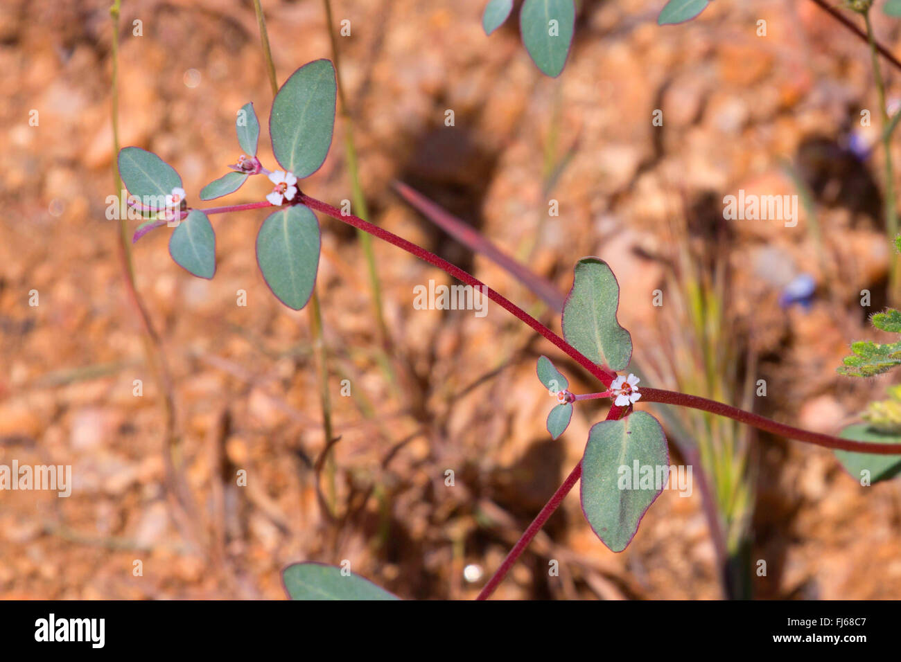 Broomspurge (Chamaesyce spec.), blühen, USA, Arizona, Salt River Stockfoto
