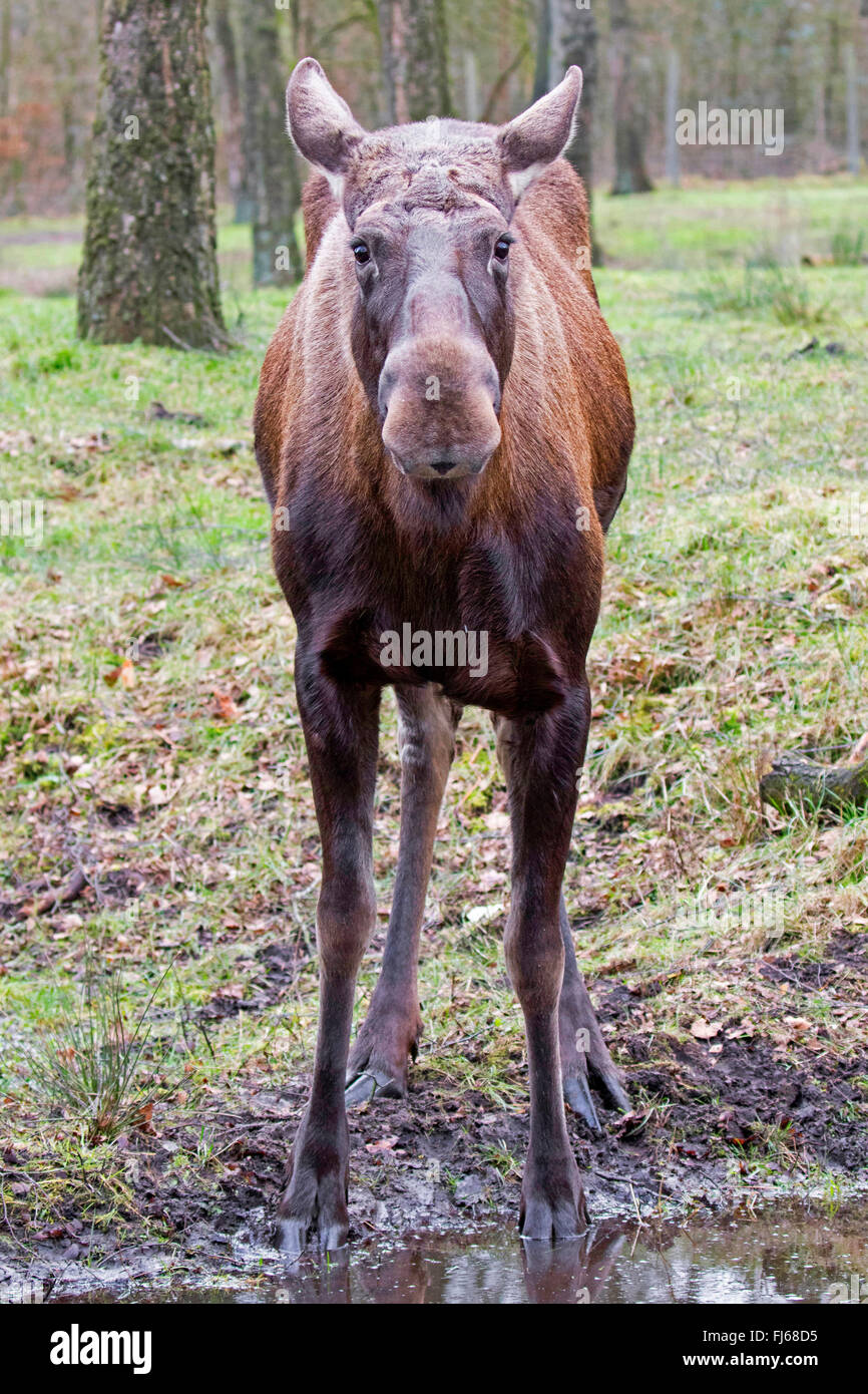 Elch, Europäischen Elch (Alces Alces Alces), Kuh Elch stehend an einer Pfütze in einem Wald, Vorderansicht Stockfoto