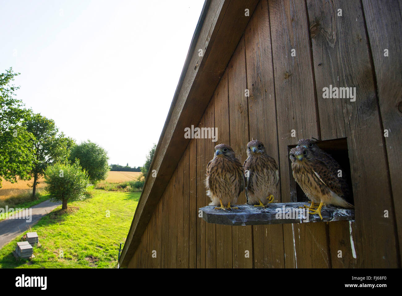 Europäische Turmfalke, Eurasian Kestrel, Old World Turmfalke, Turmfalken (Falco Tinnunculus), vier Junge Turmfalken am Austrittsloch Taube Kinderbett, Deutschland, Nordrhein-Westfalen Stockfoto