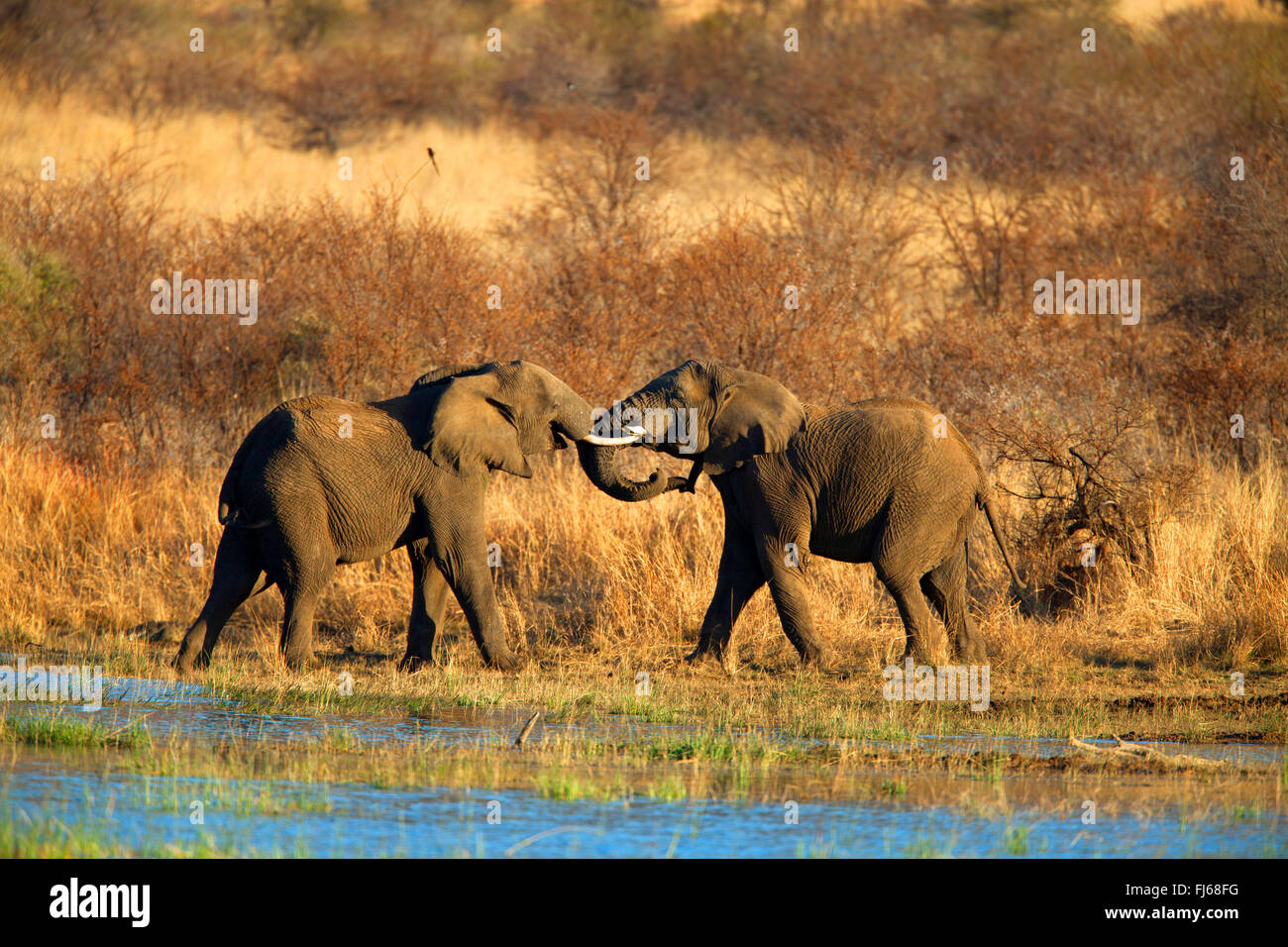 Afrikanischer Elefant (Loxodonta Africana), zwei Jungtiere spielen an einem Wasser legen, Südafrika, North West Province, Pilanesberg Nationalpark Stockfoto