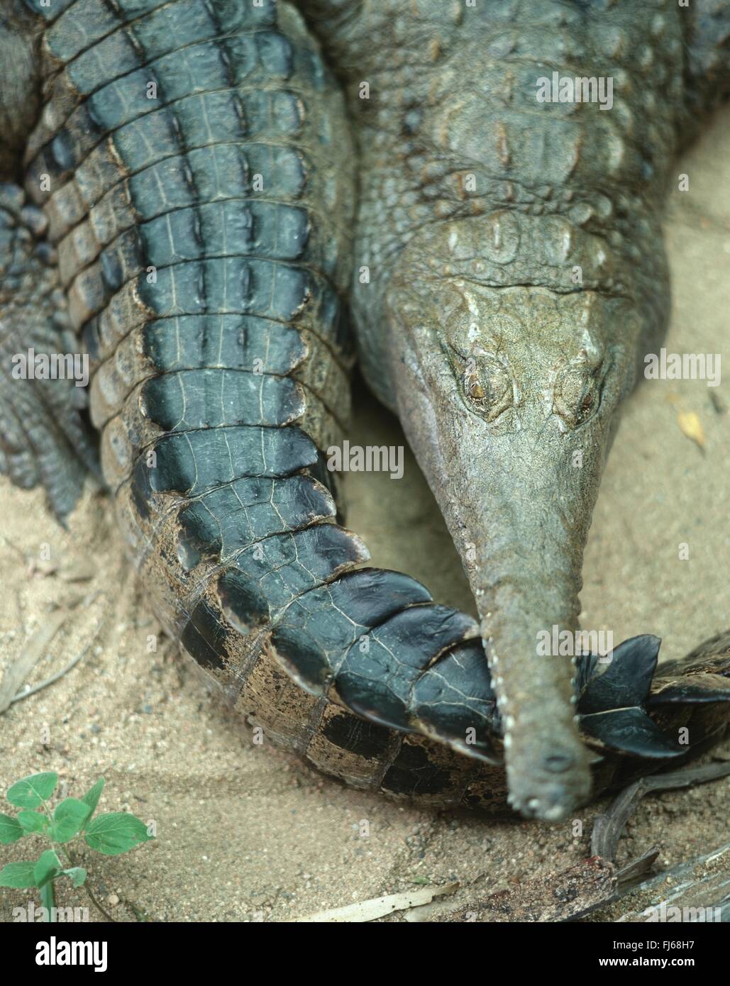 Slender-Snouted Krokodil, schlanken Snouted Krokodil (Crocodylus Cataphractus), Porträt, Senegal Stockfoto