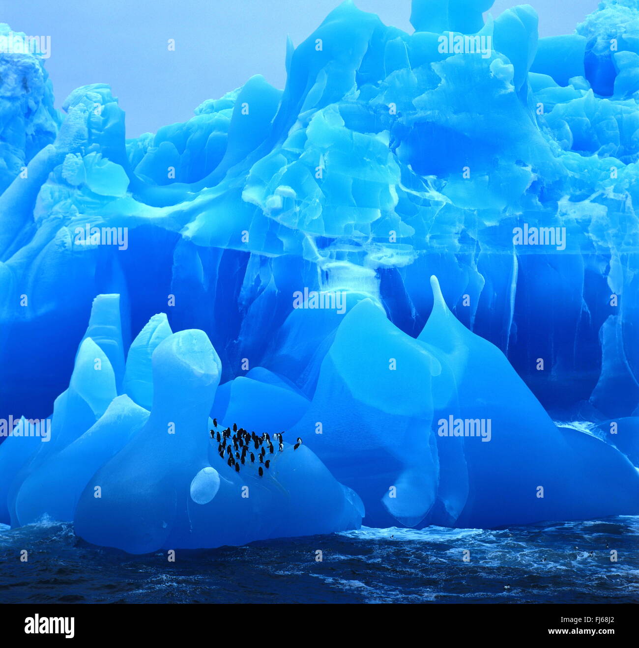 bärtig, Pinguin, Pinguin Zügelpinguinen (Pygoscelis Antarctica, Pygoscelis Antarcticus), blaue Eisberg mit bärtigen Pinguine, Antarktis Stockfoto