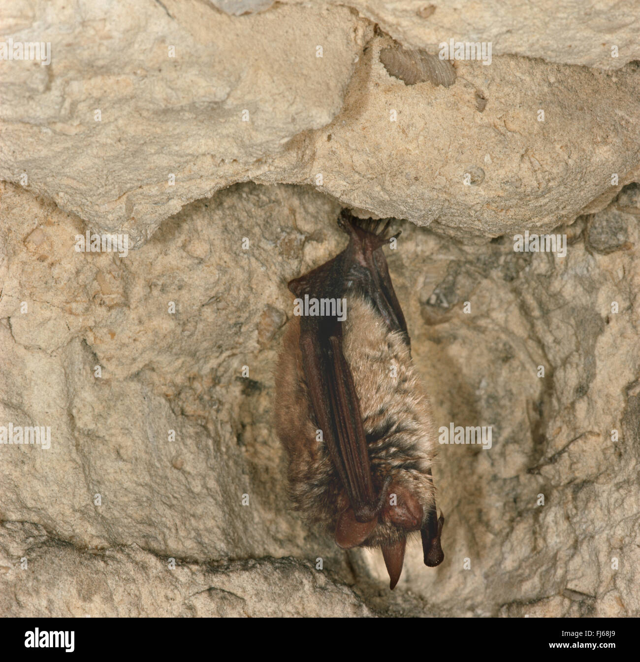 Geoffroy Fledermaus (Myotis Emarginata, Myotis Emarginatus), winter Schlaf in einer Höhlenwand, Niederlande, Limburg Stockfoto