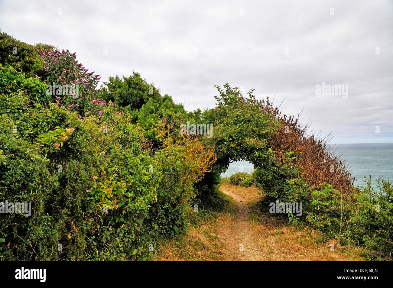 Passage durch Sträucher an der Wanderweg GR34 an der bretonischen Küste, Frankreich, Bretagne, DÚpartement C¶ tes-dAEArmor, PlÚneuf - Val-Andr Ú Stockfoto