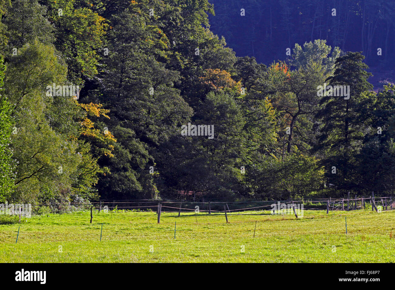 Fahrerlager am Rande eines Waldes, Deutschland Stockfoto