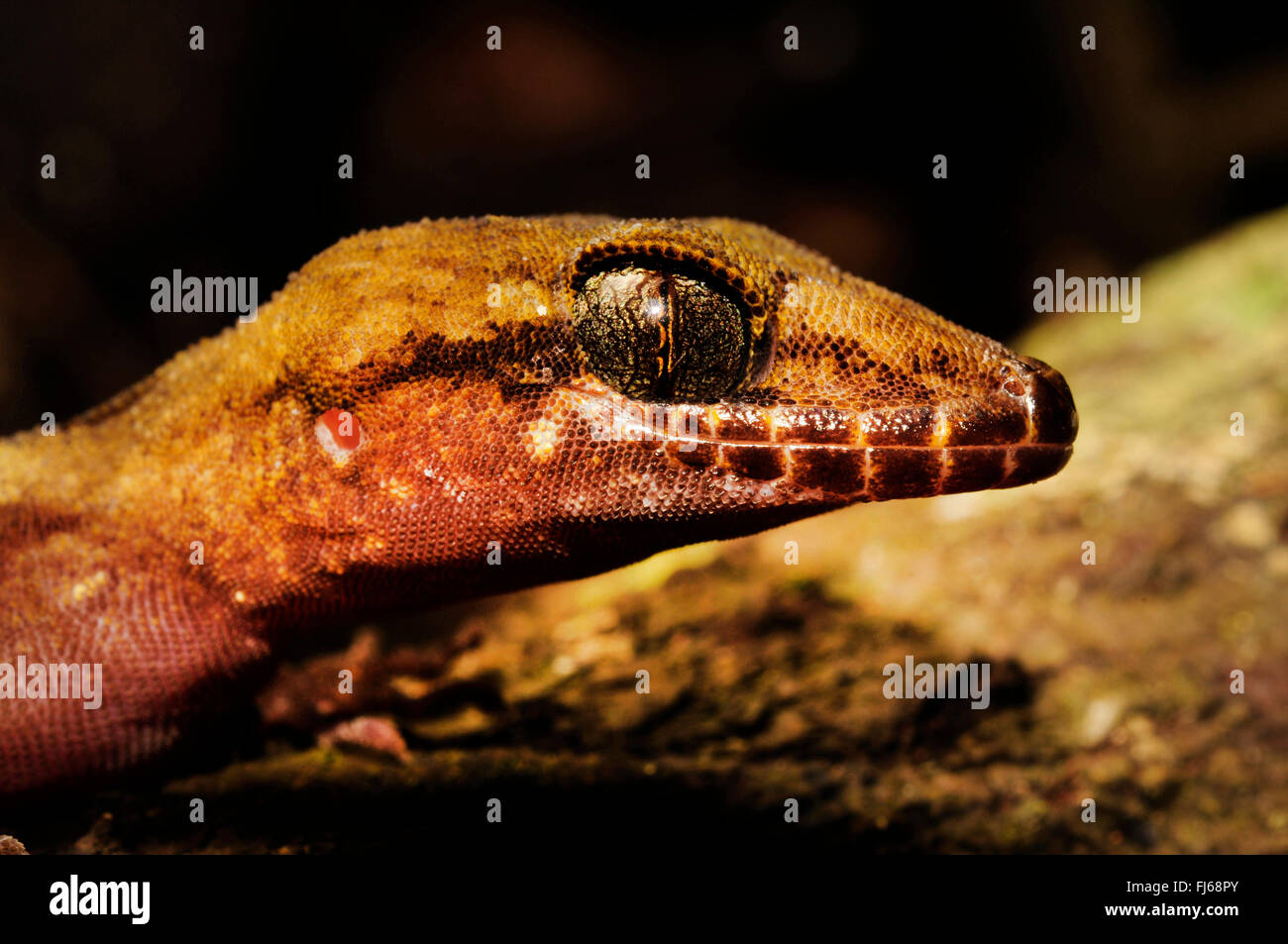 Pelagische Gecko, Gecko, Bush Gecko (Nactus pelagicus), Porträt, Neukaledonien, ╬ le des Pins Stockfoto