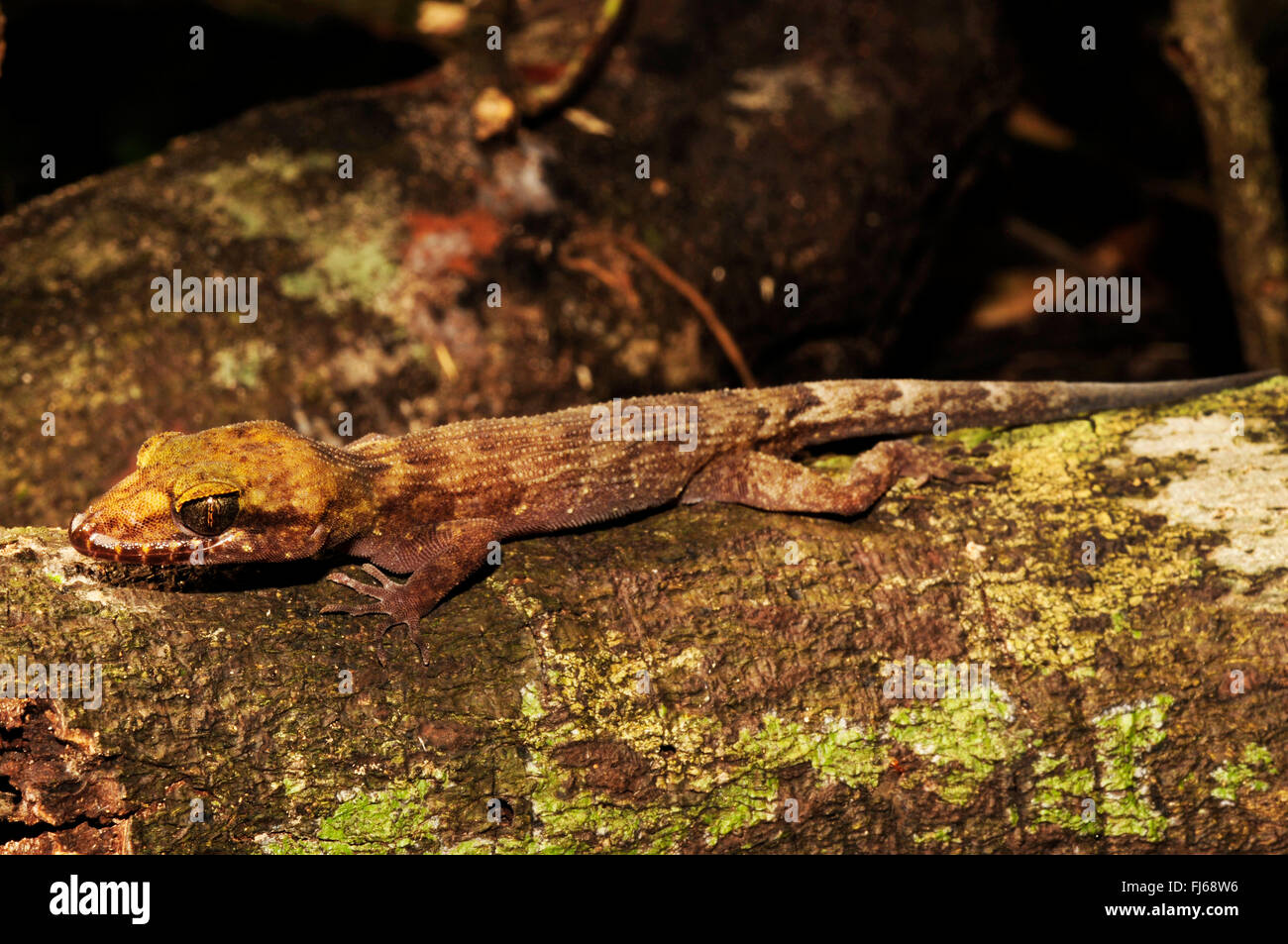 Pelagische Gecko, Gecko, Bush Gecko (Nactus pelagicus), liegend auf einem Zweig, Neukaledonien, ╬ le des Pins Stockfoto