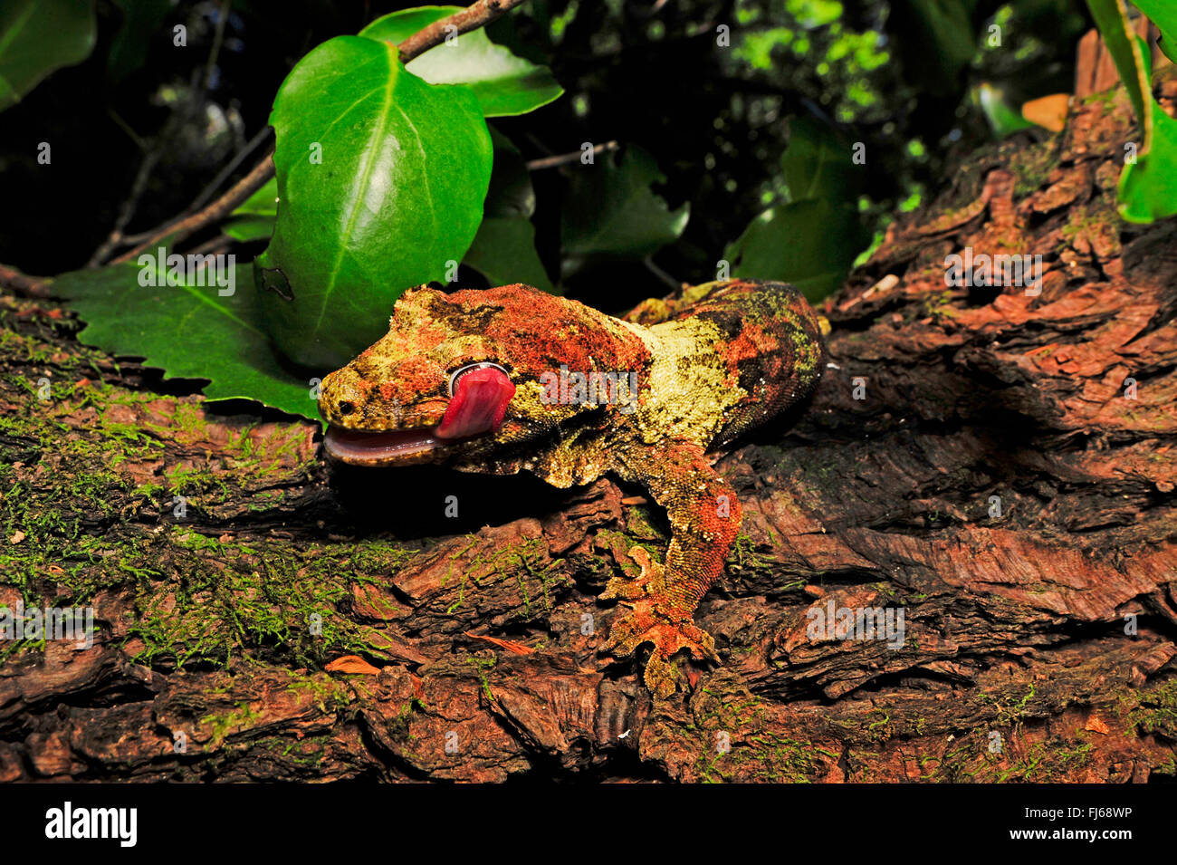 Bavay des riesigen Gecko, moosige neue Caledonian Gecko, kurz-snouted neue Caledonian Gecko, Bavays riesigen Gecko, moosigen prehensile-tailed Gecko (Rhacodactylus Chahoua, Mniarogekko Chahoua), perfekt getarnten Bavay Riesen Gecko sitzt auf einem Baumstamm, Neu-Kaledonien, Ile des Pins Stockfoto