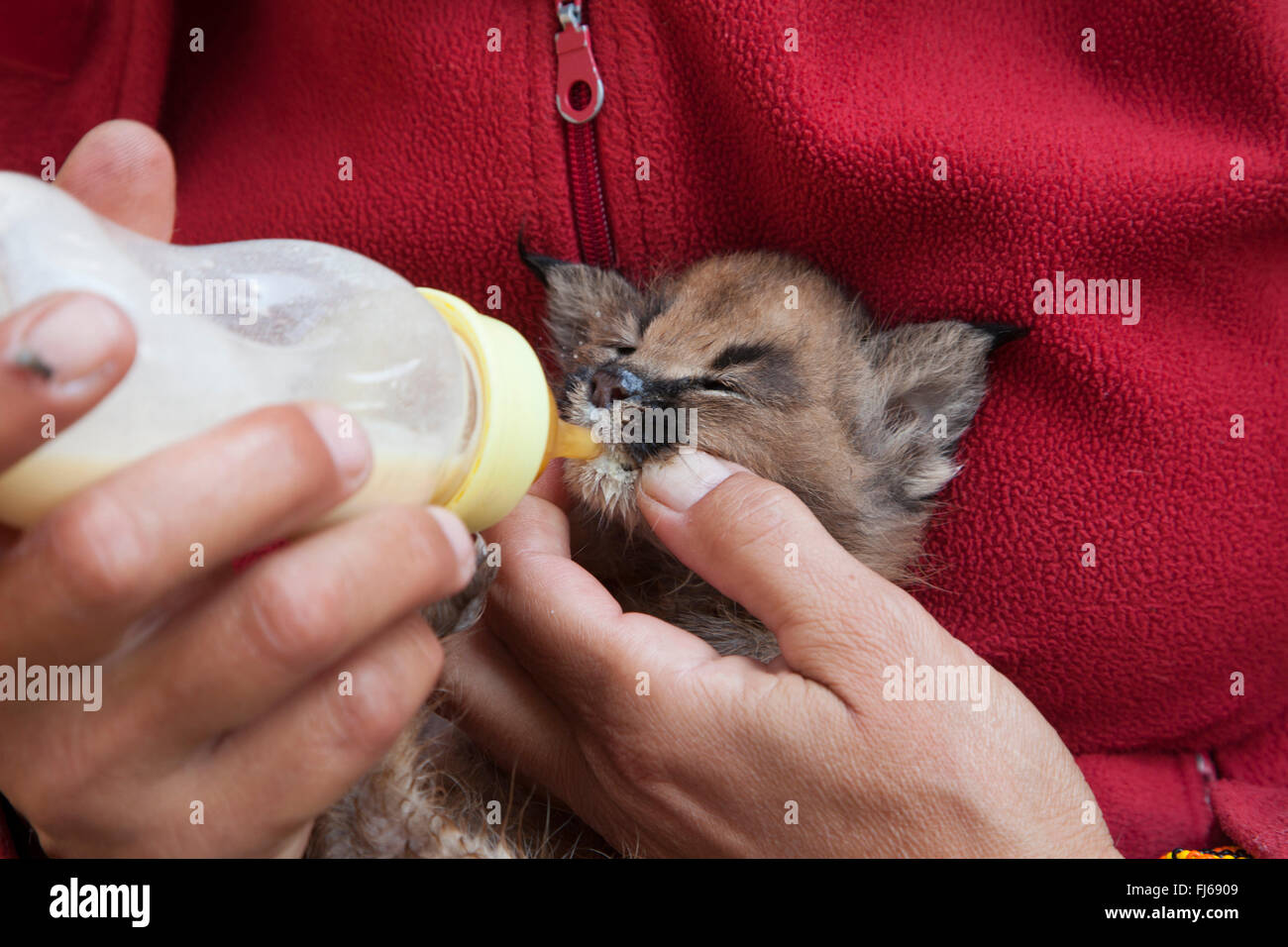 Karakal (Caracal Caracal, Felis Caracal), Karakal Welpe erzogen auf der Flasche, Südafrika Stockfoto