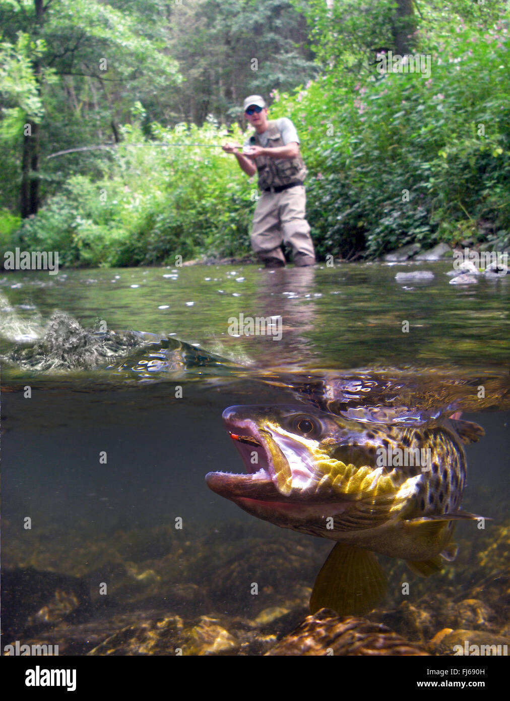 Brown trout fishing salmo trutta Fotos und Bildmaterial in hoher Auflösung Alamy