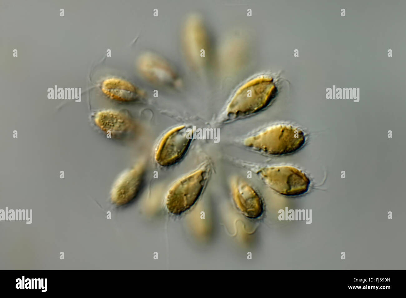 Goldene alge -Fotos und -Bildmaterial in hoher Auflösung – Alamy