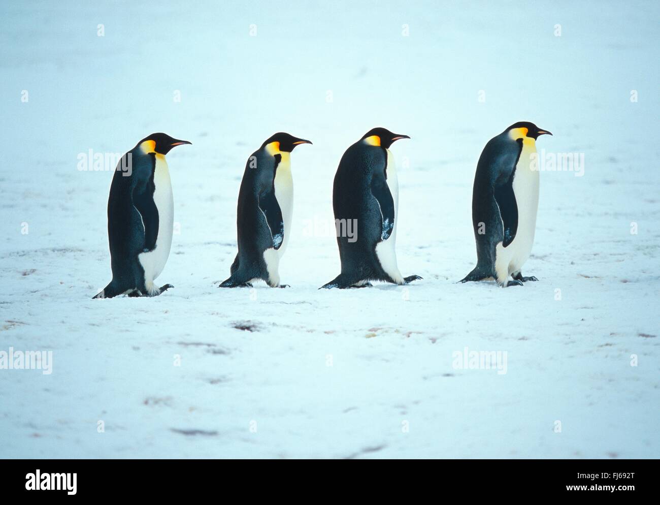 Kaiserpinguin (Aptenodytes Forsteri), zu Fuß durch den Schnee eine hinter der anderen, Antarktis Stockfoto