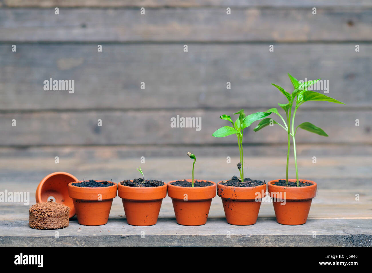 Chili-Pfeffer, Paprika (Capsicum Annuum), Anbau von Paprika Pflanzen, wöchentliche Entwicklungsstadien, Deutschland Stockfoto