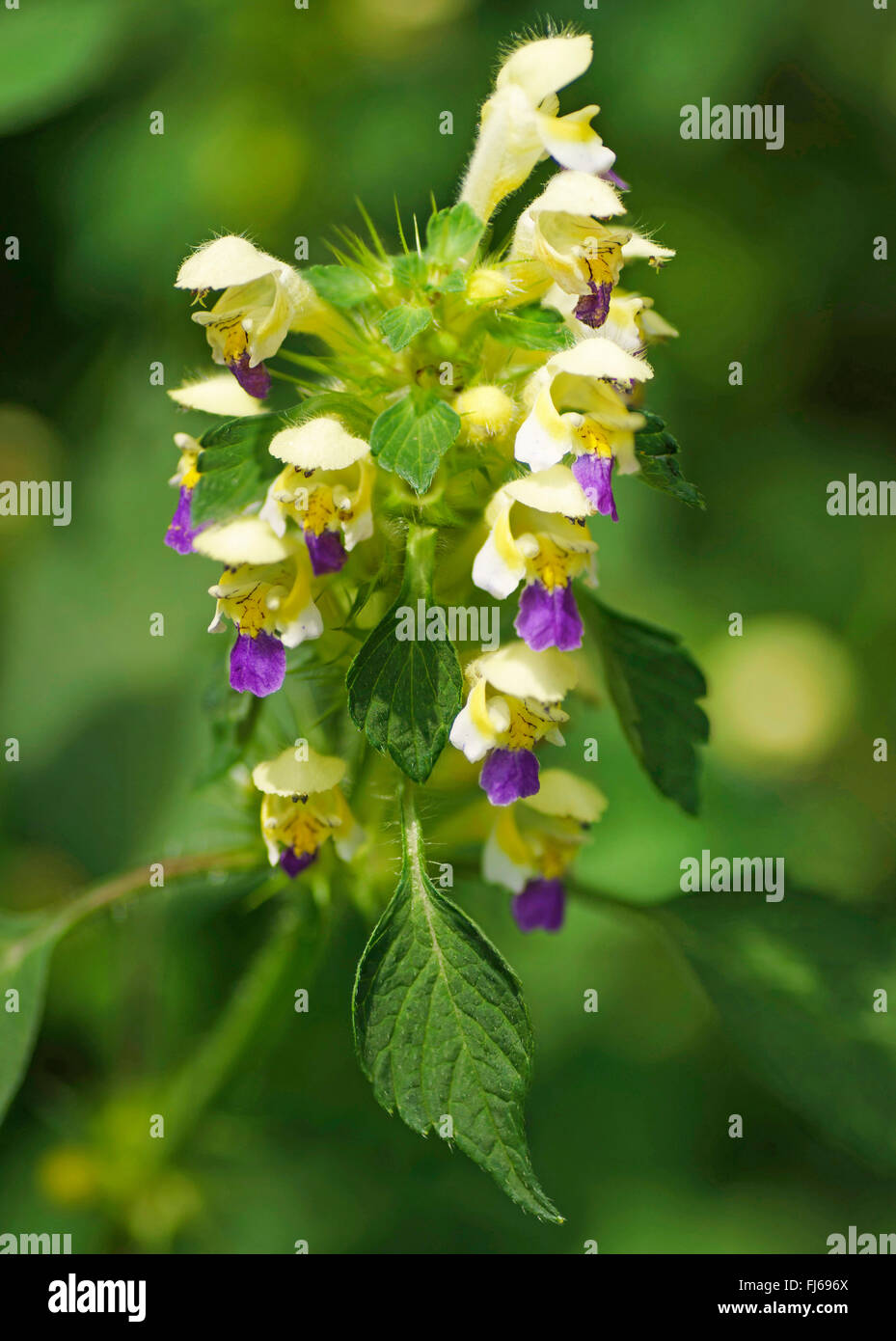 großblütige Hanf-Brennessel, Edmonton Hempnettle (Galeopsis Speciosa), Blütenstand, Oberbayern, Oberbayern, Bayern, Deutschland Stockfoto